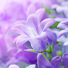 Lilac Flowers Live Wallpaper icône