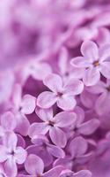 Lilac Flowers Live Wallpaper capture d'écran 3