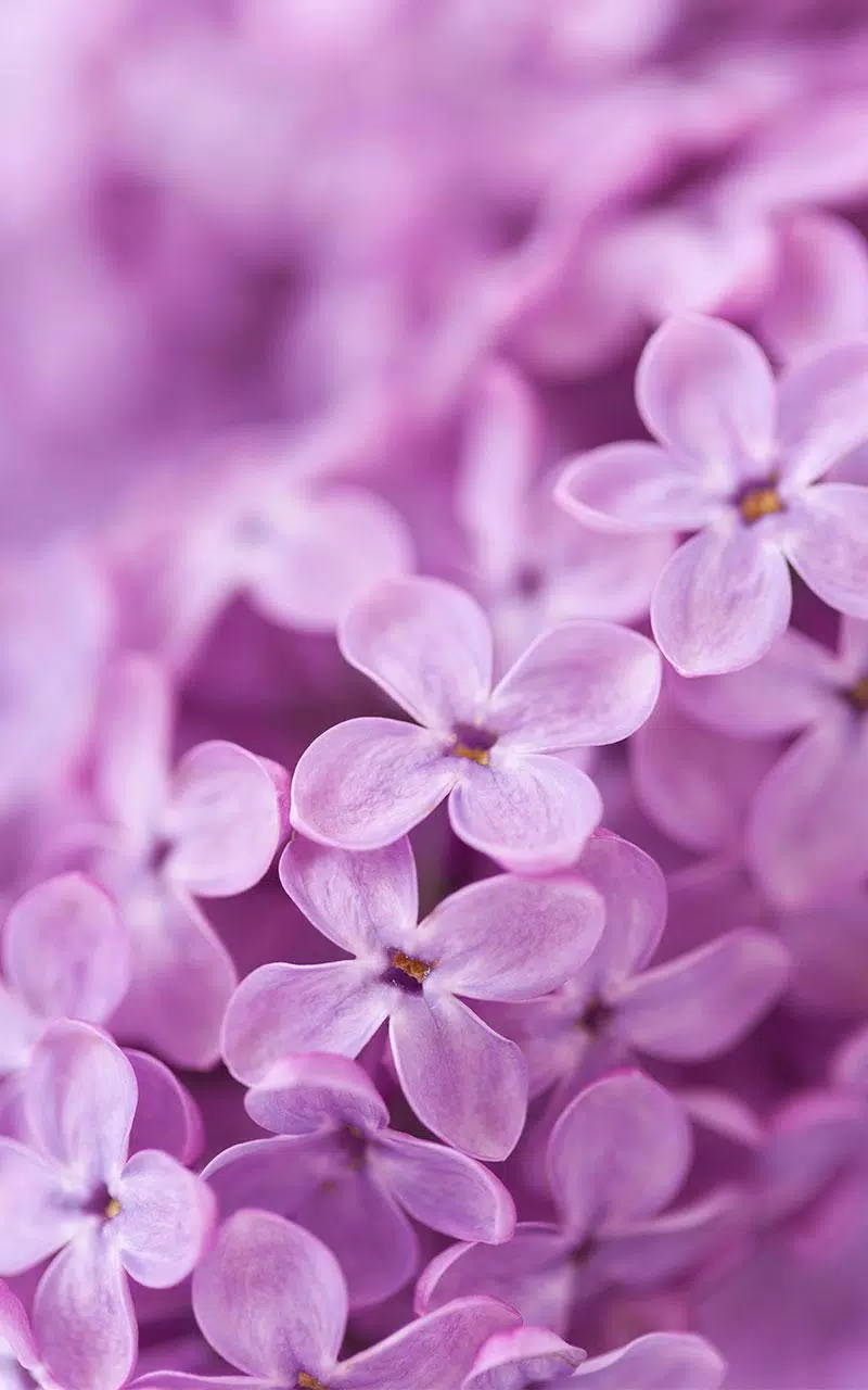 下載lilac Flowers Live Wallpaper的安卓版本
