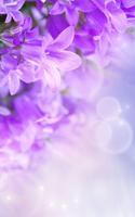 Lilac Flowers Live Wallpaper Affiche