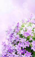 Lilac Flowers Live Wallpaper capture d'écran 1