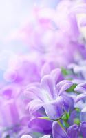 Lilac Flowers Live Wallpaper capture d'écran 2