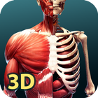 Human Anatomy 3D ícone