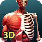 Human Anatomy 3D иконка