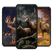 Deer HD Wallpaper 图标