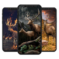 Deer HD Wallpaper