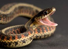 Live Snake Wallpaper ảnh chụp màn hình 3