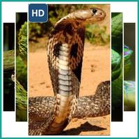 Live Snake Wallpaper bài đăng