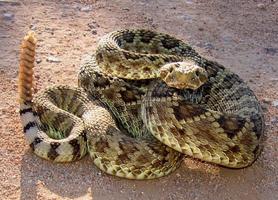 Live Snake Wallpaper ảnh chụp màn hình 1