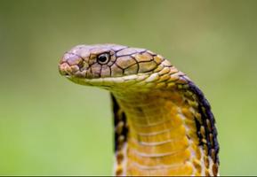 Live Snake Wallpaper ảnh chụp màn hình 2