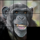 Master Puzzle Geser APK