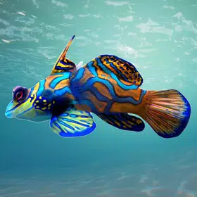 Fish Room