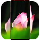 Lotus Wallpaper HD APK