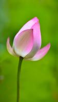 Lotus Wallpapers poster