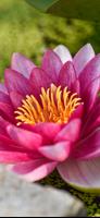 Lotus Wallpapers screenshot 3