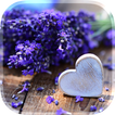 Love Flowers Live Wallpaper