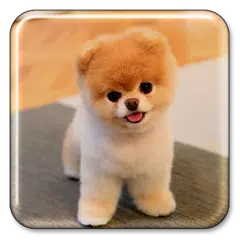 Puppy Live Wallpaper APK download