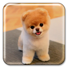 آیکون‌ Puppy Live Wallpaper