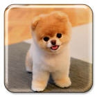 강아지 라이브 배경 화면 아이콘