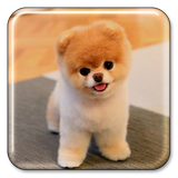 Puppy Live Wallpaper icon