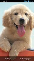 강아지 라이브 배경 화면 포스터