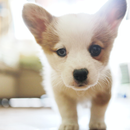 Puppy Wallpaper HD APK