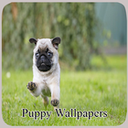 Puppy Wallpapers आइकन