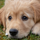 Cute Puppy Dog Wallpapers - Free & HD! アイコン