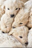Cute Puppy Dog Wallpapers - Free & HD! imagem de tela 3