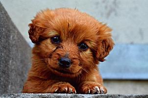 Cute Puppy Dog Wallpapers - Free & HD! Cartaz