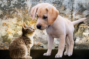Cute Puppy Dog Wallpapers - Free & HD! imagem de tela 1