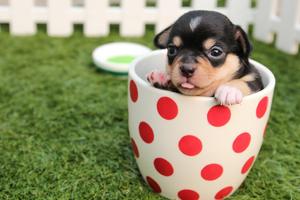 Cute Puppy Dog Wallpapers - Free & HD! スクリーンショット 2