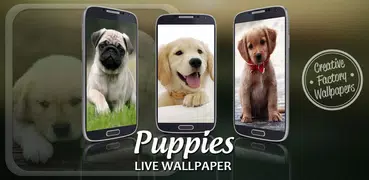 Puppies Live Wallpaper
