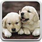 Puppies Live Wallpaper 아이콘