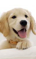 Puppies Live Wallpaper 스크린샷 1