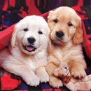 Puppies Live Wallpaper APK