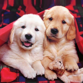 Gambar Animasi Anak Anjing Lucu Gambar Anjing For Android Apk