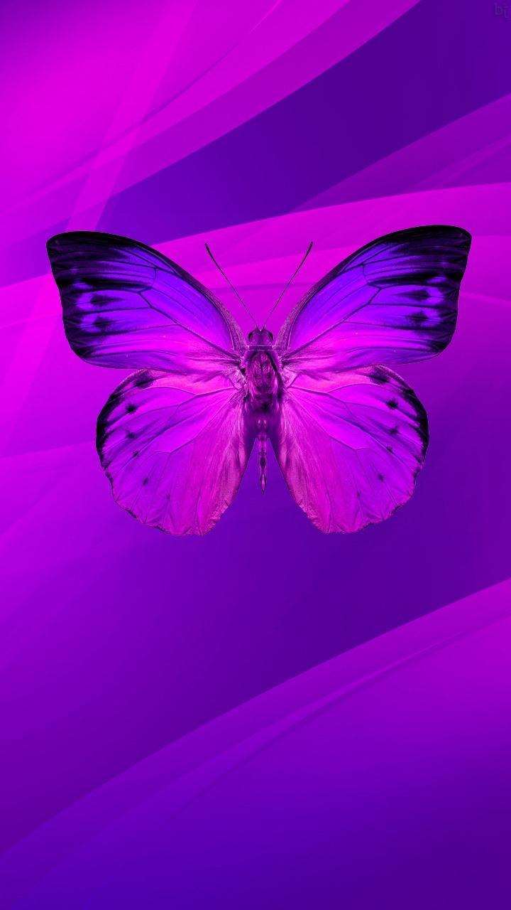 紫色壁纸安卓下载 安卓版apk 免费下载