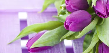 Purple Tulips Live Wallpaper