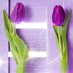 Скачать Purple Tulips Live Wallpaper APK