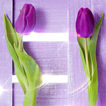 Purple Tulips Live Wallpaper