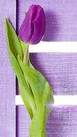 Purple Tulips Live Wallpaper постер
