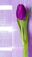 Purple Tulips Live Wallpaper 스크린샷 2
