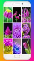 Purple Flower Wallpaper Cartaz