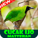 Cucak IJO Sumatera : Master Kicau Offline APK