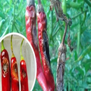 Chili Plant Experts APK