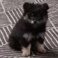 ”Marnie Appreciation App