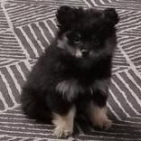 Marnie Appreciation App