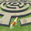 Horse Maze Run