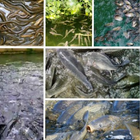 Guide de la pisciculture d'eau icône
